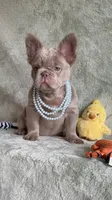 Grizzly, a female French Bulldog for sale in Gainesville, FL – 1 of 10