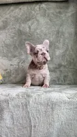 Zara, a female French Bulldog for sale in Gainesville, FL – 6 of 10