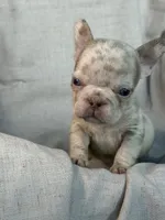 Quasi, a male French Bulldog for sale in Gainesville, FL – 4 of 8