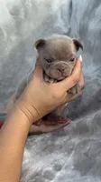 Ivy, a female French Bulldog for sale in Hawthorne, FL – 2 of 7