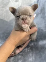 Sugar, a female French Bulldog for sale in Hawthorne, FL – 5 of 6