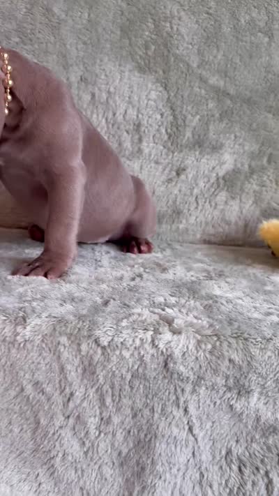 Ivy, a female French Bulldog for sale in Gainesville, FL – 7 of 7