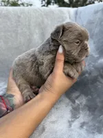 Grizzly, a female French Bulldog for sale in Hawthorne, FL – 8 of 10