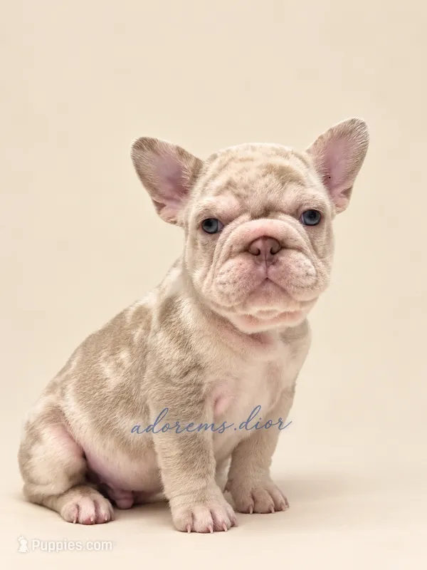 Timber – French Bulldog puppy on hold in Gainesville, FL