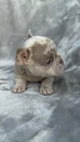 Zara, a female French Bulldog for sale in Hawthorne, FL – 4 of 8