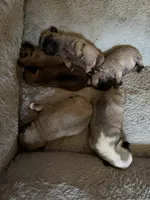 Eggroll, a male Pug for sale in Perris, CA – Photo 5 of 5