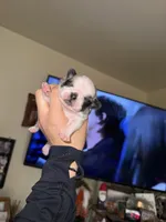 Eggroll, a male Pug for sale in Perris, CA – Photo 2 of 5