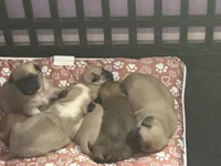 Eggroll, a male Pug for sale in Perris, CA – Photo 4 of 5