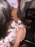 Eggroll, a male Pug for sale in Perris, CA – Photo 3 of 5