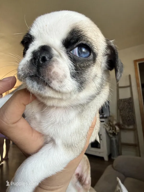 Eggroll – Pug puppy for sale in Perris, CA