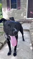 midnight , a male Labrador Retriever for sale in Indianapolis, IN – 5 of 8