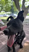 midnight , a male Labrador Retriever for sale in Indianapolis, IN – 8 of 8