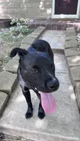 midnight , a male Labrador Retriever for sale in Indianapolis, IN – 4 of 8