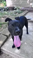 midnight , a male Labrador Retriever for sale in Indianapolis, IN – 3 of 8