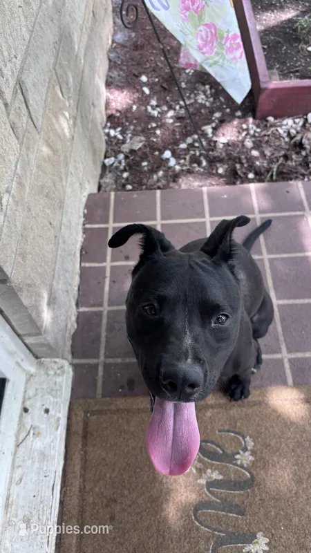 midnight  – Labrador Retriever puppy for sale in Indianapolis, IN
