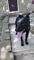 midnight , a male Labrador Retriever for sale in Indianapolis, IN – 2 of 8