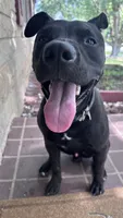 midnight , a male Labrador Retriever for sale in Indianapolis, IN – 7 of 8