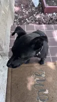 midnight , a male Labrador Retriever for sale in Indianapolis, IN – 6 of 8