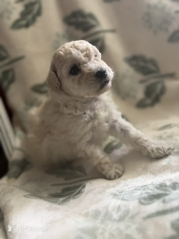 Toy Poodle girl  – Poodle - Toy  puppy for sale in Cullman, AL