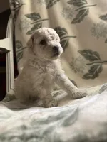 Toy Poodle femal, a female Poodle - Toy  for sale in Cullman, AL – 2 of 2