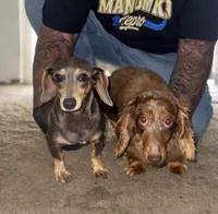 Oreo, a female Miniature Dachshund for sale in Apple Valley, CA – 2 of 3