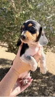 Oreo, a female Miniature Dachshund for sale in Apple Valley, CA – 3 of 3