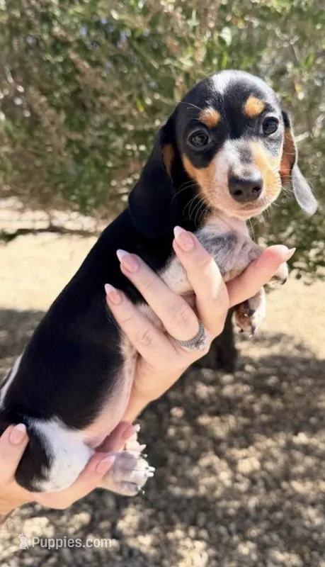 Oreo – Miniature Dachshund puppy for sale in Apple Valley, CA