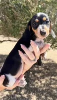 Oreo, a female Miniature Dachshund for sale in Apple Valley, CA – 1 of 3
