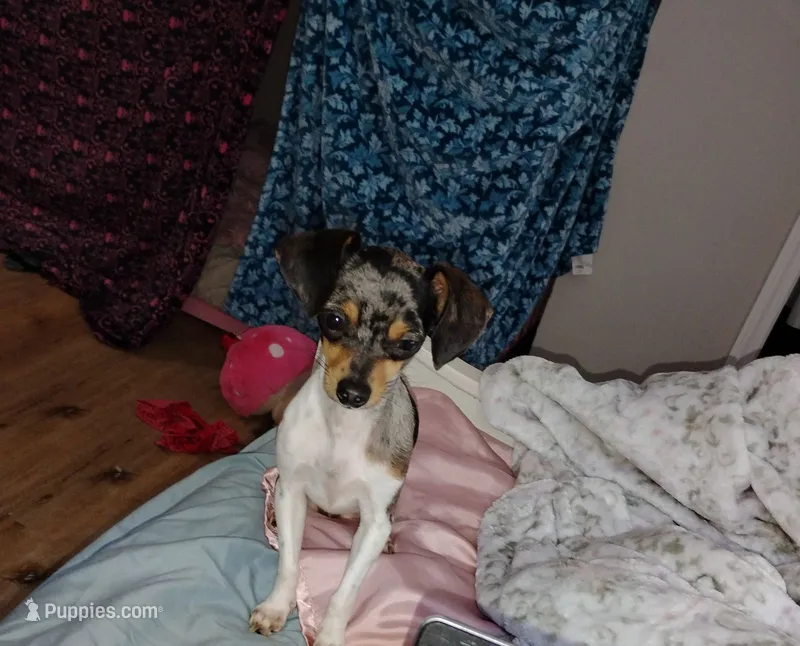 Nova – Chiweenie puppy for sale in Sumter, SC
