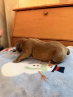 Tempo, a female Olde English Bulldogge for sale in Pipersville, PA – 5 of 6