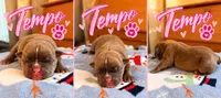 Tempo, a female Olde English Bulldogge for sale in Pipersville, PA – 1 of 6