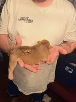 Jive, a male Olde English Bulldogge for sale in Pipersville, PA – 2 of 5
