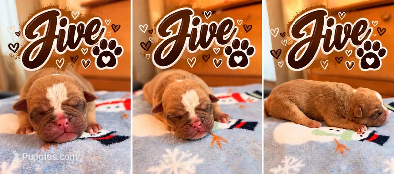 Jive – Olde English Bulldogge puppy for sale in Pipersville, PA