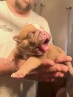 Jive, a male Olde English Bulldogge for sale in Pipersville, PA – 5 of 5
