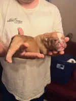 Jive, a male Olde English Bulldogge for sale in Pipersville, PA – 3 of 5