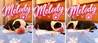 Melody, a female Olde English Bulldogge for sale in Pipersville, PA – 1 of 6