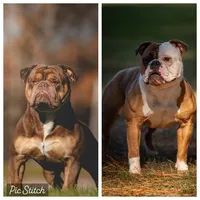 Melody, a female Olde English Bulldogge for sale in Pipersville, PA – 6 of 6