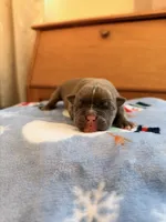 Tempo, a female Olde English Bulldogge for sale in Pipersville, PA – 3 of 6