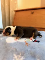Melody, a female Olde English Bulldogge for sale in Pipersville, PA – 5 of 6