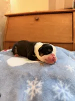 Melody, a female Olde English Bulldogge for sale in Pipersville, PA – 2 of 6