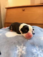 Melody, a female Olde English Bulldogge for sale in Pipersville, PA – 4 of 6