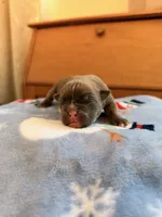 Tempo, a female Olde English Bulldogge for sale in Pipersville, PA – 2 of 6