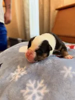 Melody, a female Olde English Bulldogge for sale in Pipersville, PA – 3 of 6