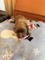 Tempo, a female Olde English Bulldogge for sale in Pipersville, PA – 4 of 6