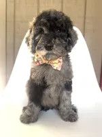 Kamikazi, a male Goldendoodle for sale in Mount Pleasant, TN – 2 of 2