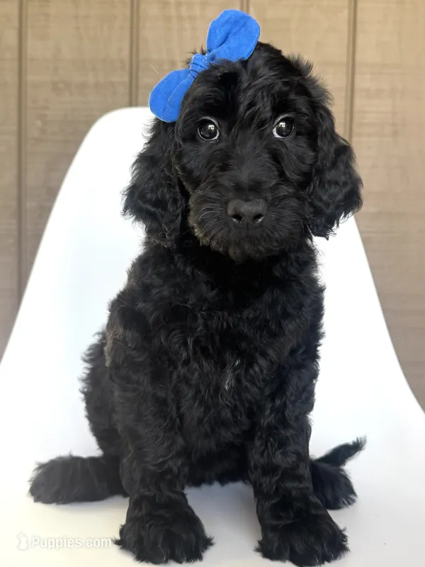 Dryad – Goldendoodle puppy for sale in Mount Pleasant, TN