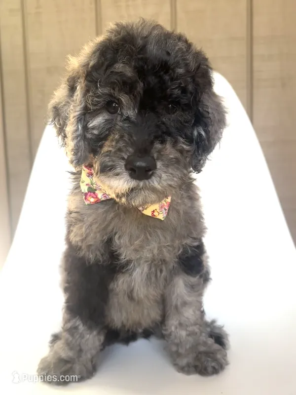Kamikazi – Goldendoodle puppy for sale in Mount Pleasant, TN