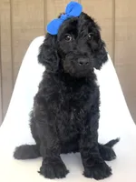 Dryad, a female Goldendoodle for sale in Mount Pleasant, TN – 2 of 2