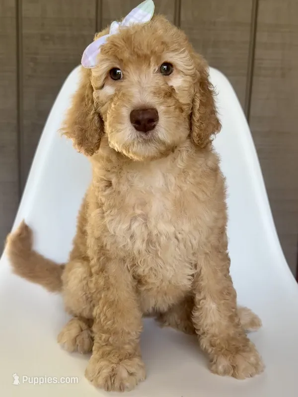Fairy – Goldendoodle puppy for sale in Mount Pleasant, TN