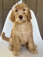 Fairy, a female Goldendoodle for sale in Mount Pleasant, TN – 1 of 2